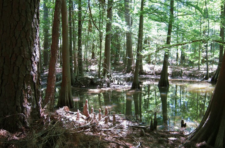 Kingwood Parks Kingwood