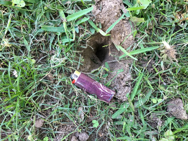 Identifying Mystery Holes in Yard