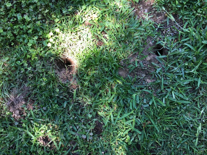 Identifying Mystery Holes in Yard