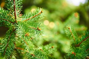 Critter's Christmas
