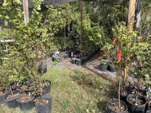 Arbor Day Celebration and Tree Giveaway