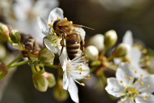 "Bees" at Wild Birds Unlimited