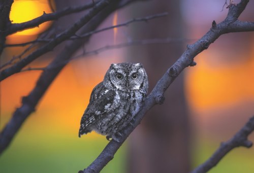 Owls of East Text with Friends of Texas Wildlife at Wild Birds Unlimited