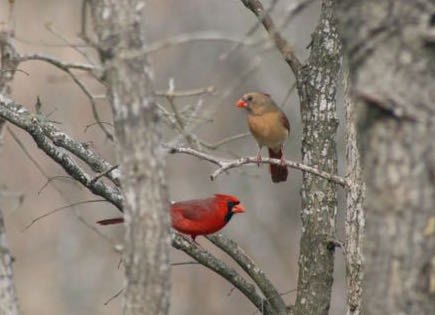 Cardinals - The Christmas Bird at Wild Birds Unlimited