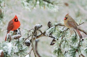 Wild Birds Unlimited Soft Opening Anniversary