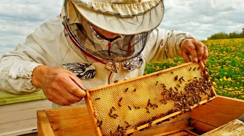 Happy Hives at Jesse Jones Park
