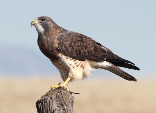 Something to Hawk About at Jesse Jones Park