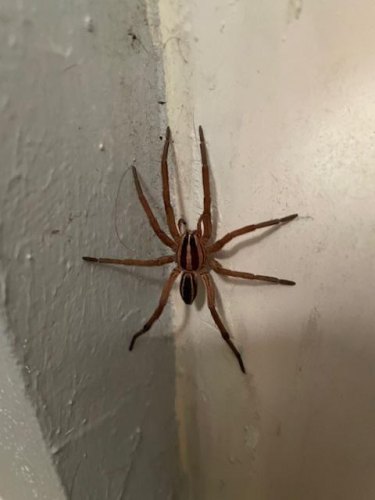 Killer Insects at Wild Birds Unlimited