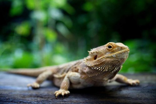 Weekend Wildlife - Bearded Dragons at Jesse Jones Park