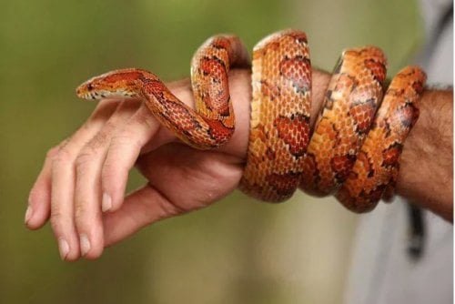Weekend Wildlife - Constrictors at Jesse Jones Park