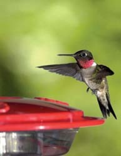 Wild Bird Unlimited - Hummingbirds