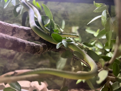 Reptile Open House at Jesse Jones Park