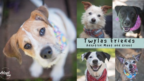Twyla's Friends Meet and Greet at The Cove