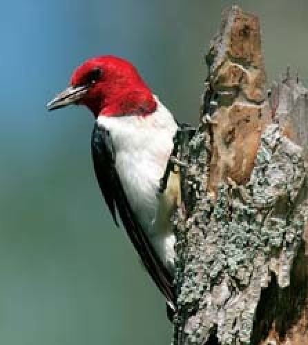 Woodpeckers! At Wild Birds Unlimited