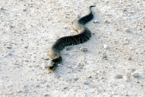The Snake Wrangler at Wild Bird Unlimited