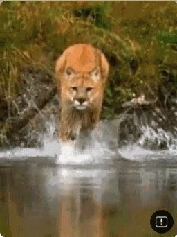 Texas Native Cats at Jesse Jones Park