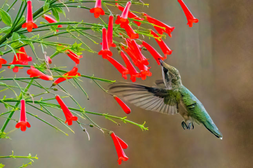 GardenLine at Wild Birds Unlimited of Kingwood