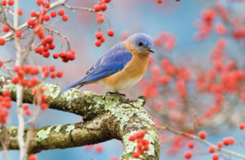 Bluebirds at Wild Birds Unlimited of Kingwood