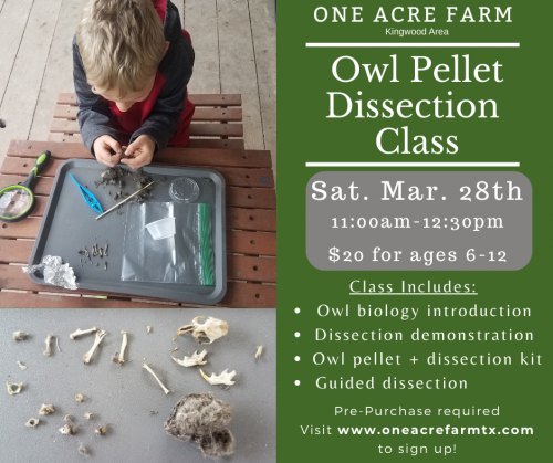 Owl Pellet Dissection at One Acre Farm