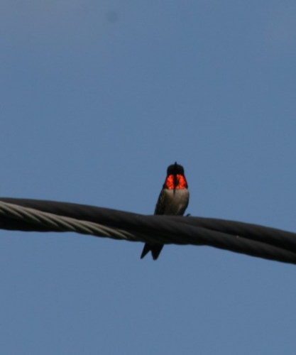 Hummingbirds of SE Texas at Wild Birds Unlimited
