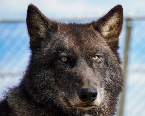 Wolves at Wild Bird Unlimited