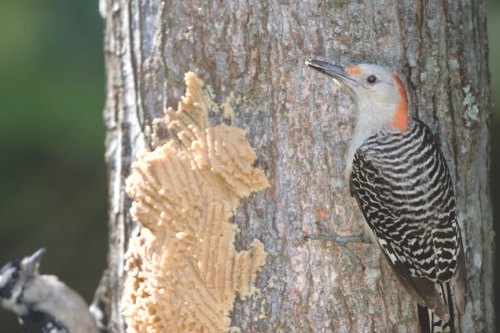 Feeding Suet to Attract More Birds to Your Backyard