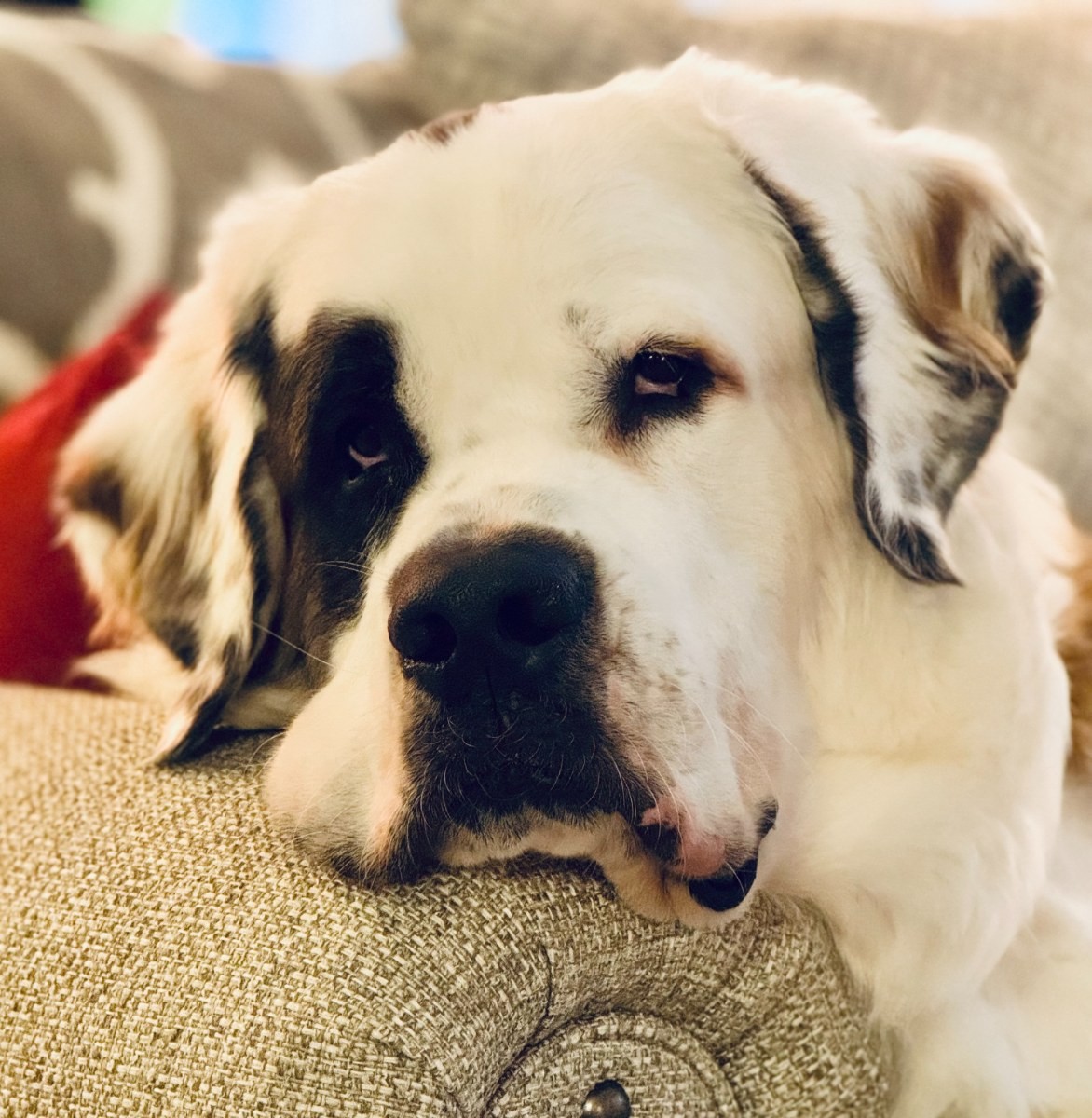 Profile photo