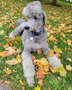 Profile photo