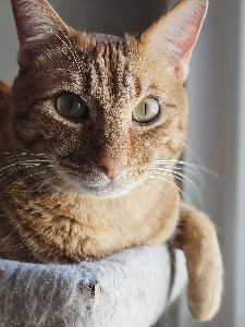 Profile photo