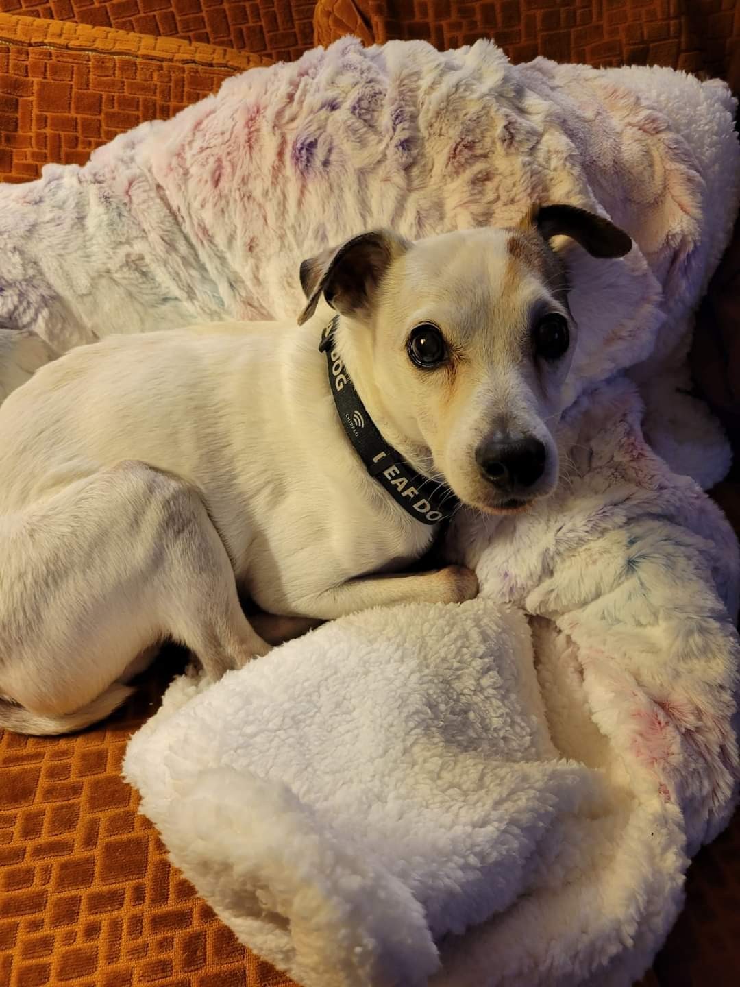 Lost Senior Jack left our gate open and our 1