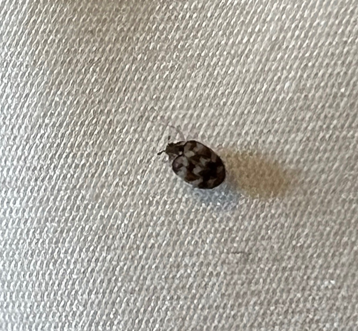 Help! We have carpet beetles!