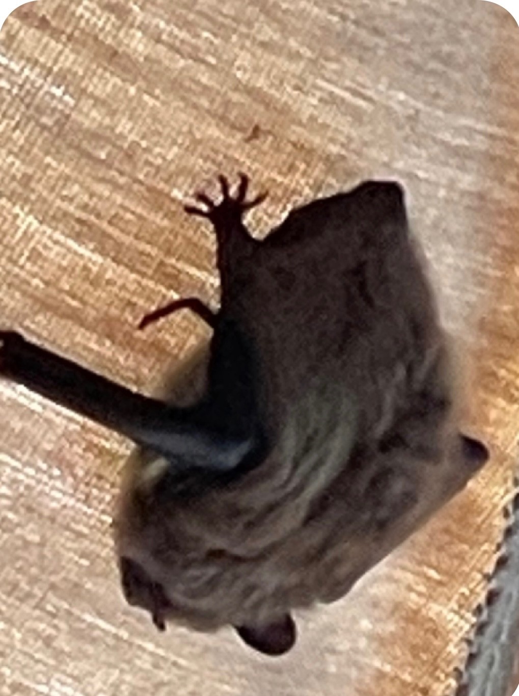 A bat in my umbrella Aren't they nocturnal?