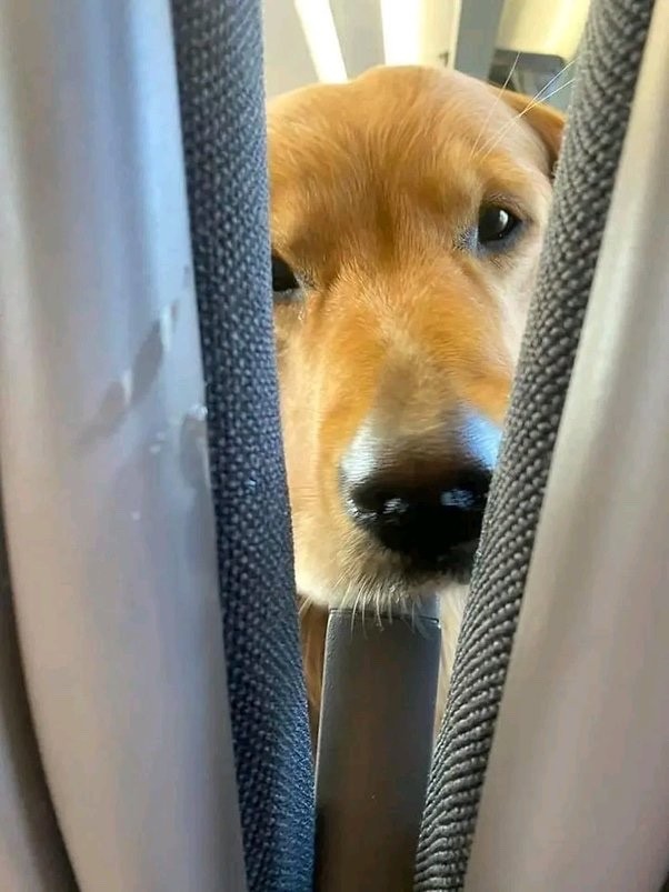 Dog on a plane
