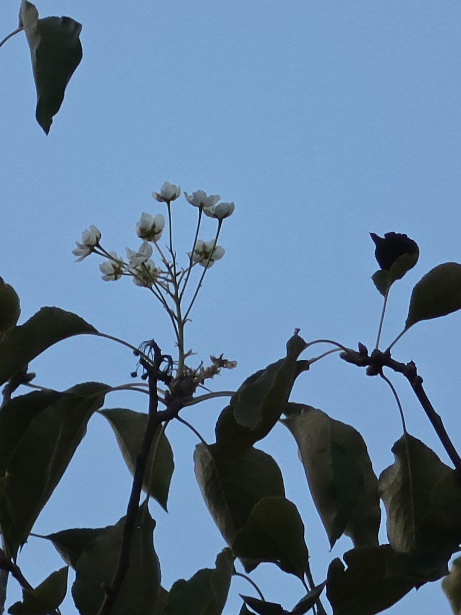 Pear Application My silly blooming pear tree