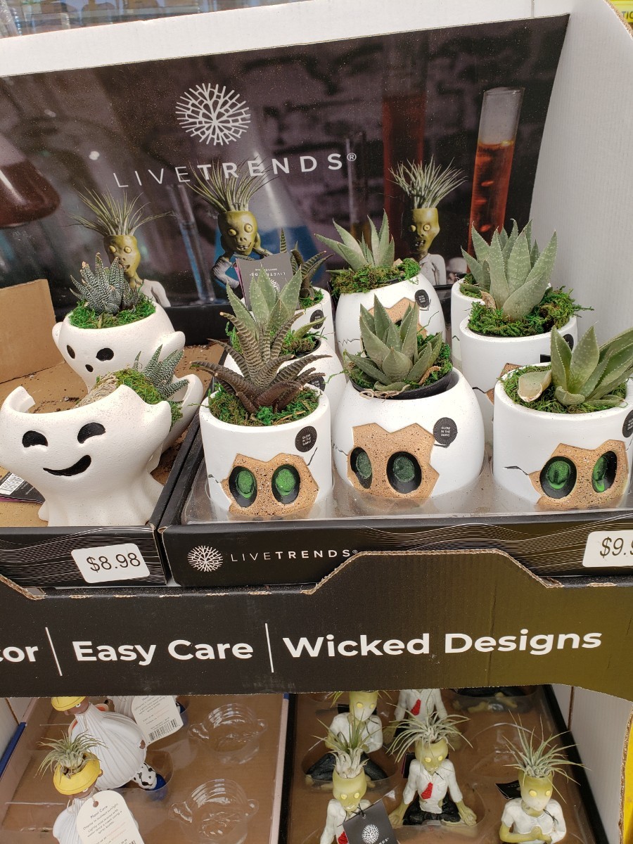 The Halloween tiny planters at Lowes on 249.
