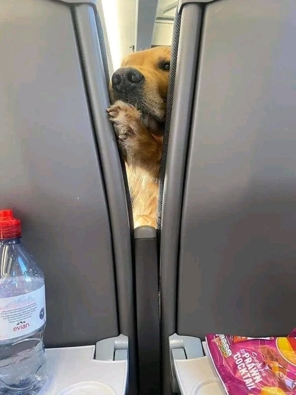Dog on a plane
