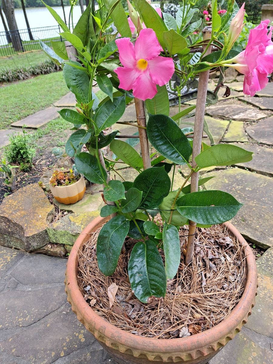 No flowers for my anniversary!