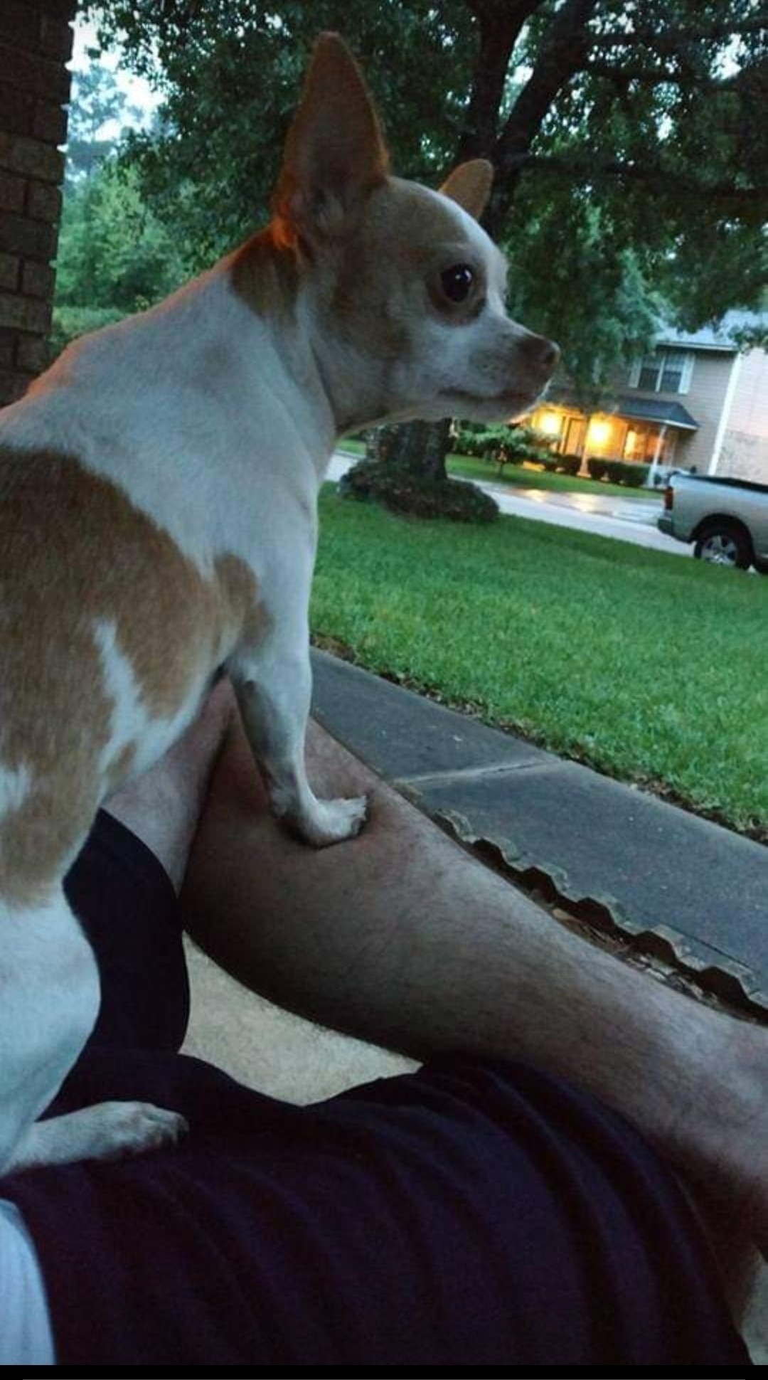 Calli visits the Rainbow Bridge tomorrow