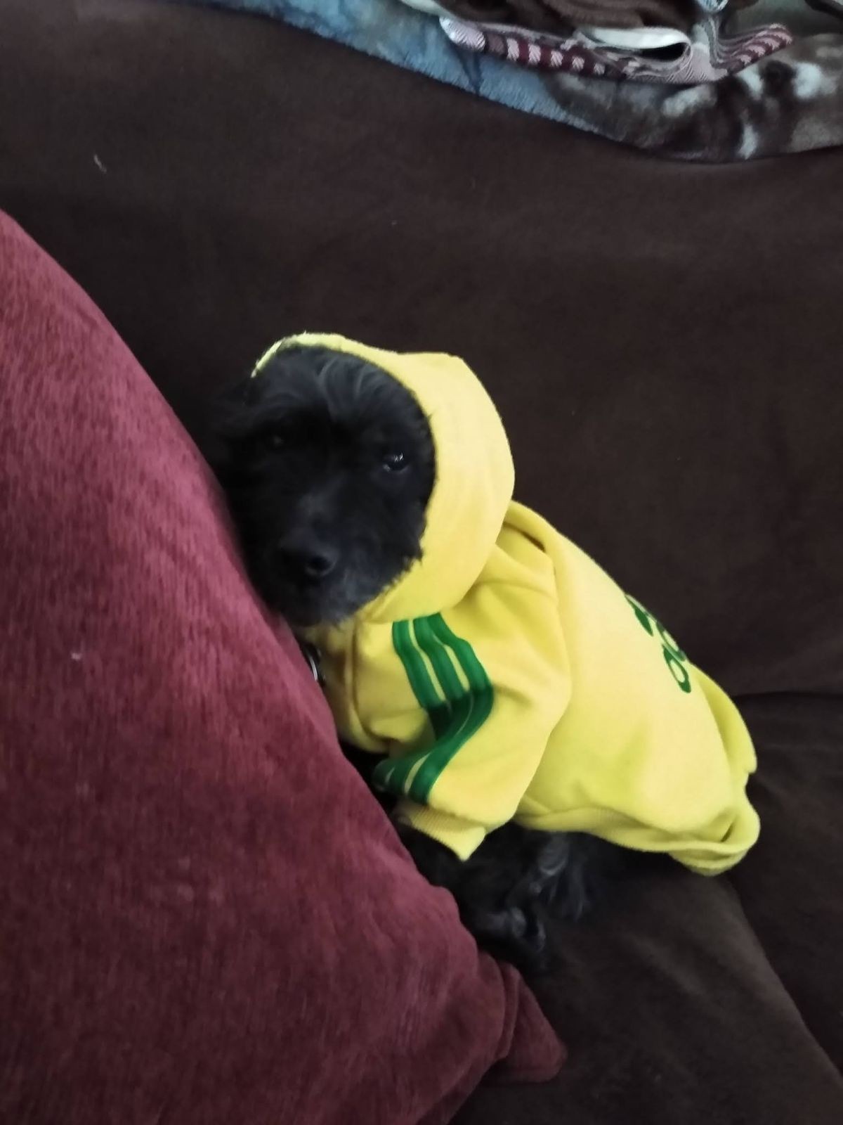 Please post a picture of your pet