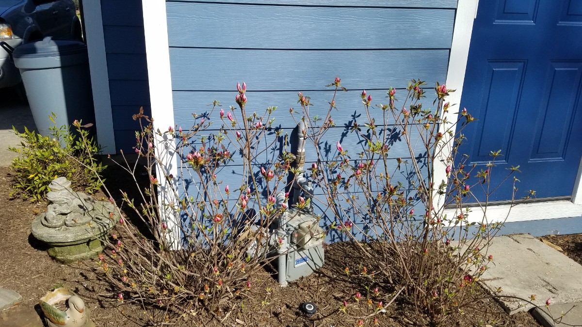Look at my dead azaleas. (I'll fix the sideways pic when I get