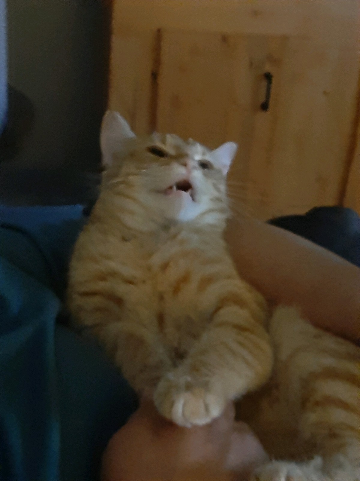 Bella having fajitas for dinner