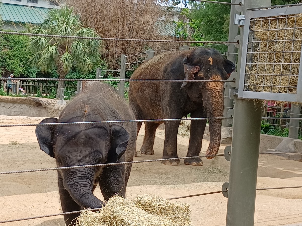 We went to the zoo today!! It's probably been 3 years since we l
