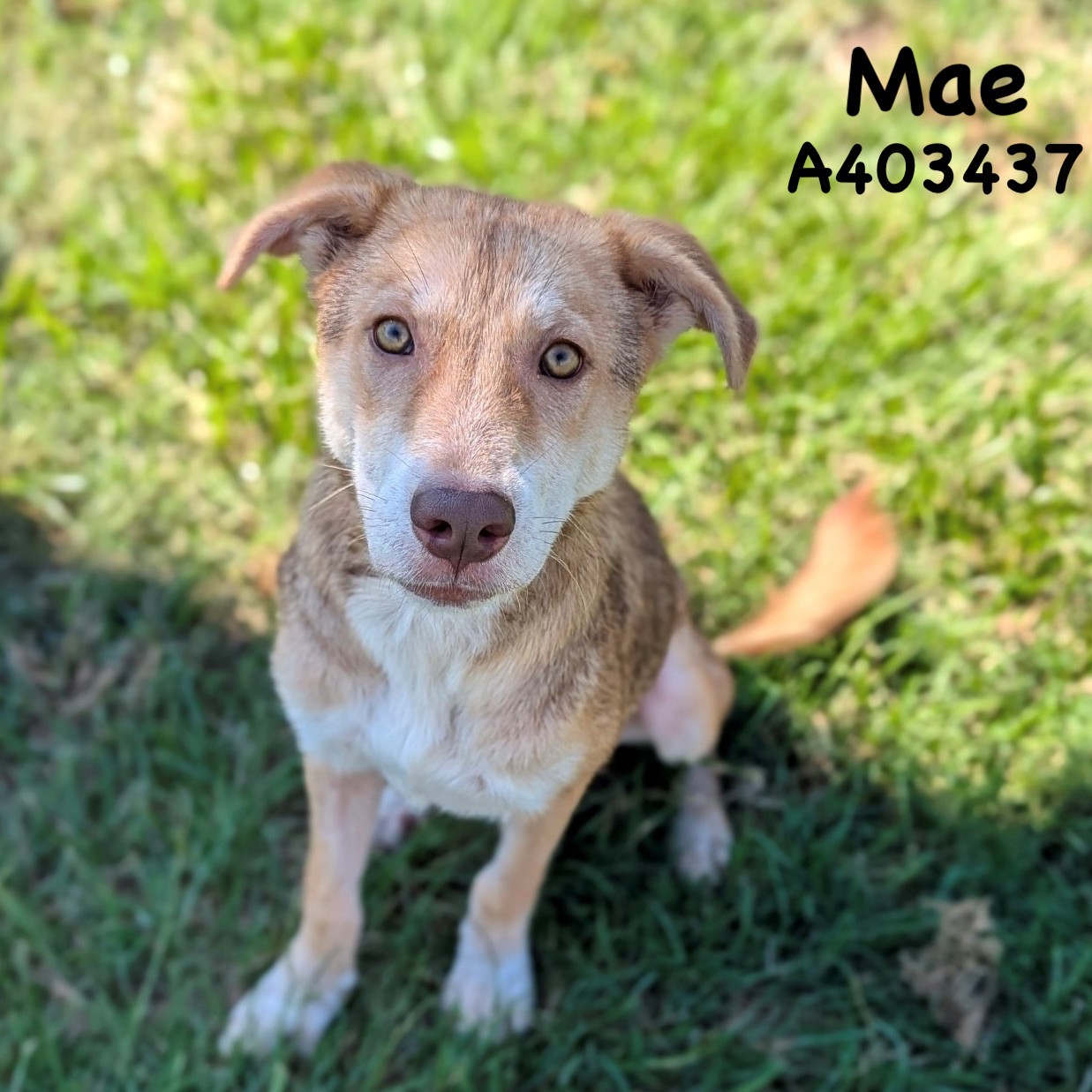 Lab Mix Rescue Rescue a Furry Friend! Mae the Lab Mix Needs You